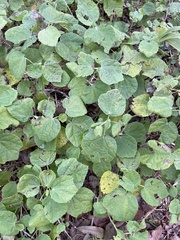 Malvaviscus arboreus