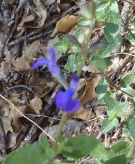 Salvia lycioides