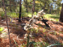Pterocaulon virgatum