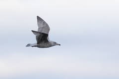Larus argentatus × hyperboreus