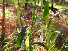 Pterocaulon virgatum