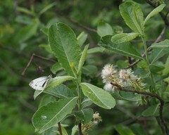 Salix cinerea