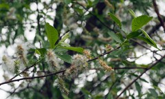 Salix cinerea