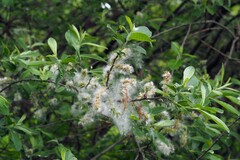 Salix cinerea
