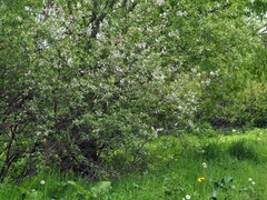Salix cinerea