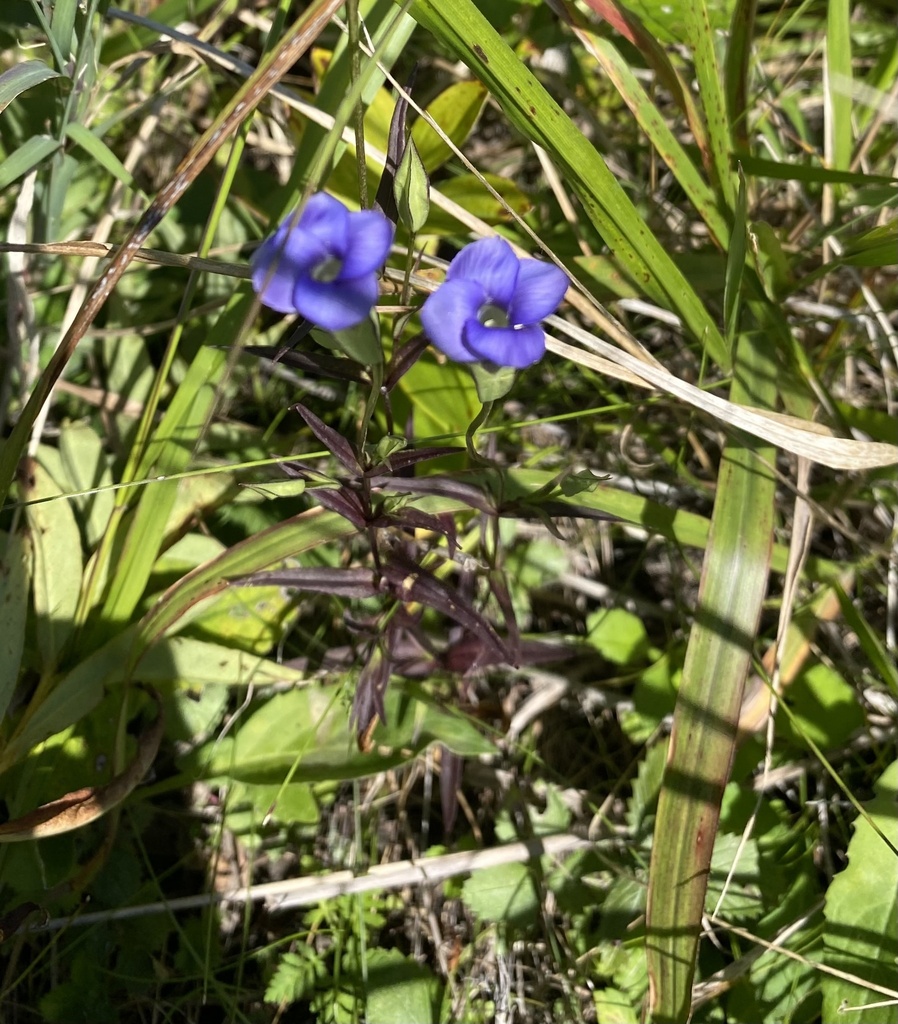 Gentianopsis komarovii