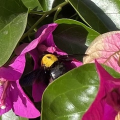 Xylocopa pubescens