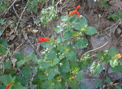 Salvia regla