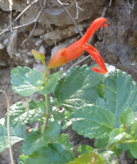Salvia regla
