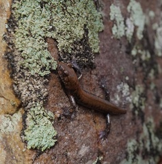 Plethodon petraeus
