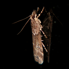 Eudonia dochmia