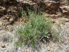 Salvia lycioides