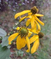 Rudbeckia laciniata