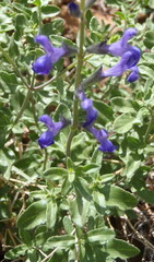 Salvia lycioides