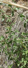 Salvia lycioides
