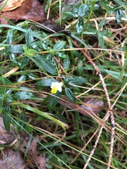 Polygaloides chamaebuxus
