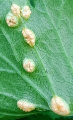 Puccinia smyrnii