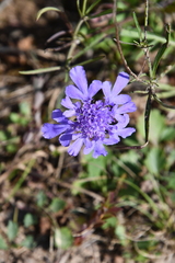 Scabiosa lachnophylla