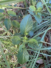 Stachytarpheta jamaicensis