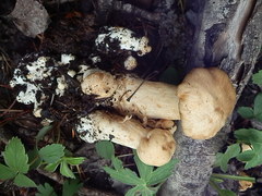 Lyophyllum fumosum