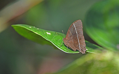 Parataygetis lineata