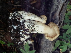 Lyophyllum fumosum