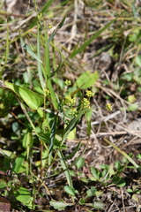 Bupleurum