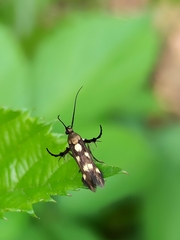 Eretmocera