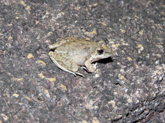 Litoria inermis