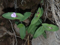 Tradescantia brevifolia