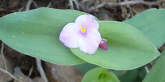 Tradescantia brevifolia