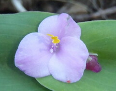 Tradescantia brevifolia