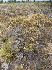 Leucadendron modestum