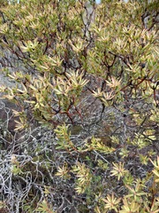 Leucadendron modestum