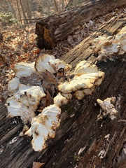 Laetiporus