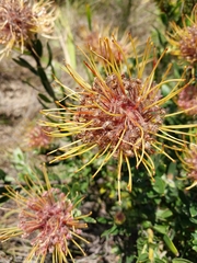 Leucospermum