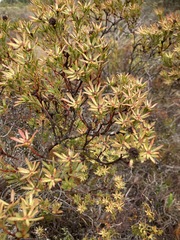 Leucadendron modestum