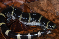 Ambystoma annulatum
