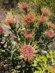 Leucospermum