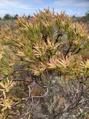 Leucadendron modestum