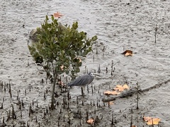 Egretta novaehollandiae novaehollandiae