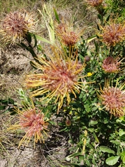 Leucospermum