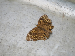 Junonia chorimene