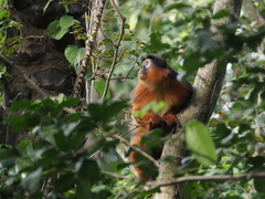 Piliocolobus badius