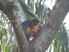 Piliocolobus badius