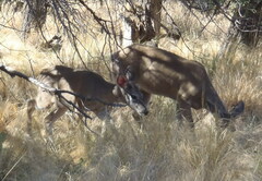 Odocoileus virginianus carminis