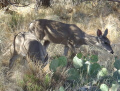 Odocoileus virginianus carminis