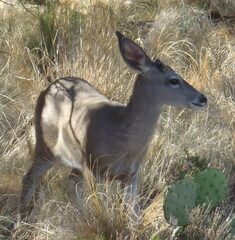 Odocoileus virginianus carminis
