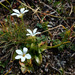 Parnassia laxmannii - Photo (c) Ron Frumkin, some rights reserved (CC BY-NC), uploaded by Ron Frumkin