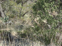 Odocoileus virginianus carminis